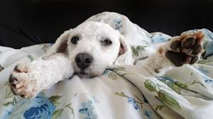2015-09-21-Cachorro-sonolento-thumbfoto.jpg