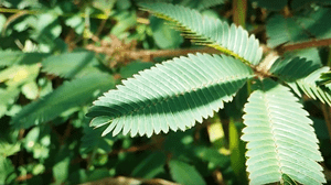 2017-01-15-Planta-dormideira-thumbvideo.png