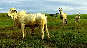 2017-02-04-Drone-invadindo-o-espaco-dos-animais-do-campo-thumbvideo.png