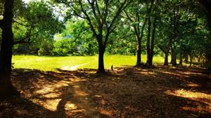 2017-07-01-Parque-de-arvores-em-Triunfo-RJ-thumbfoto.jpg